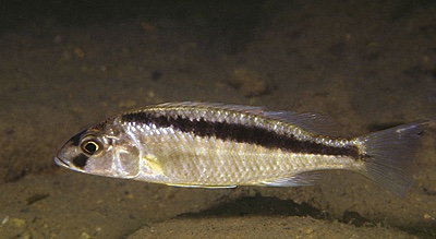 Mylochromis formosus 'Maleri Island'